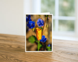 5x7 greeting card featuring a vibrant golden desert wildflower bud with soft blue blossoms in the background, photographed by Matt Punches for Will Davis Studios.