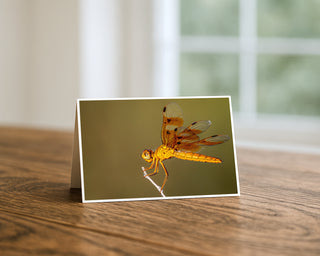 Golden dragonfly 5x7 greeting card from Will Davis Studios displayed standing on a wooden table near a bright window — backlit amber dragonfly perched on a slim white twig with translucent wings, wildlife macro fine art card