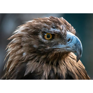 Close-up portrait of a golden eagle with sharp yellow eye and detailed brown feathers, fine art wildlife photography greeting card by Will Davis Studios.