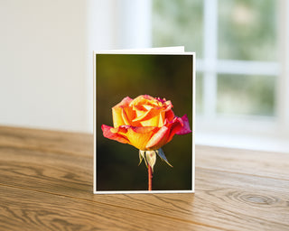 Golden yellow and pink rose fine art photography greeting card standing on a wooden table, floral design by Matt Punches for Will Davis Studios.