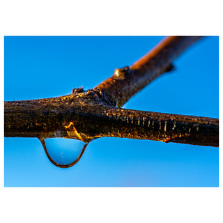 Macro photograph of a golden water droplet hanging from a textured tree branch against a bright blue sky, featured on a 5x7 fine art photography greeting card by Will Davis Studios.