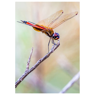 Colorful dragonfly with golden wings perched on a twig, close-up macro nature photography used on a lighthearted 5x7 greeting card from Will Davis Studios.