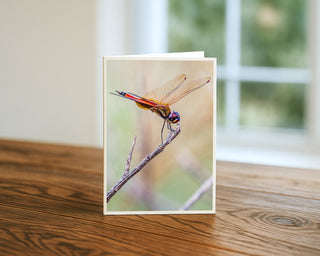 x7 greeting card featuring a golden-winged dragonfly perched on a twig, displayed on a wooden table with soft window light, fine art nature photography from Will Davis Studios