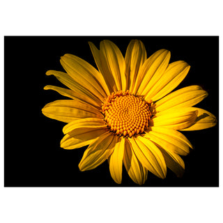 Artistic close-up of a golden yellow flower on a black background, fine art photography 5x7 greeting card design by Will Davis Studios