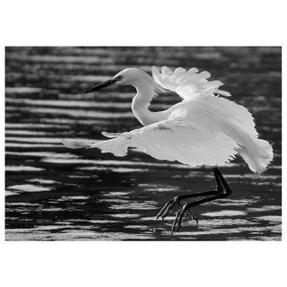 Black and white fine art photograph of a white egret landing on water with wings spread, featured on a 5x7 wildlife photography greeting card.