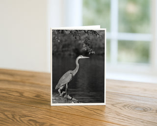 Black and white photograph of a great blue heron standing by a lakeside under overhanging branches, wildlife greeting card by Will Davis Studios