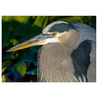 Great Blue Heron close up fine art wildlife photography greeting card featuring a detailed portrait of a heron with bright yellow eye and long beak, 5x7 nature bird card by Matt Punches from Will Davis Studios.