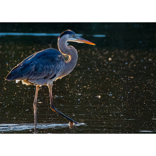 Great Blue Heron walking through water in warm golden light, fine art wildlife photography greeting card by Will Davis Studios, 5 x 7 new for 2026.