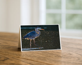 5x7 Great Blue Heron fine art photography greeting card standing on a wooden table with soft window light background, wildlife card by Will Davis Studios