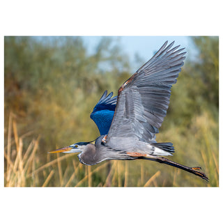 Great Blue Heron flying with wings fully extended over wetland grasses, fine art wildlife photography image used for a 5x7 greeting card.