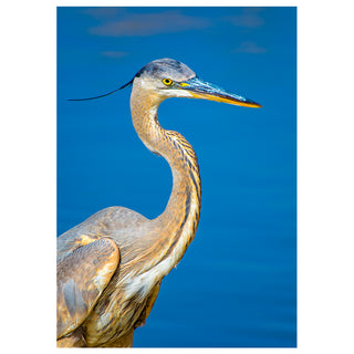 Great Blue Heron portrait fine art wildlife photography greeting card featuring an elegant heron with long neck and yellow eye against a blue water background, 5x7 nature bird card by Matt Punches from Will Davis Studios.