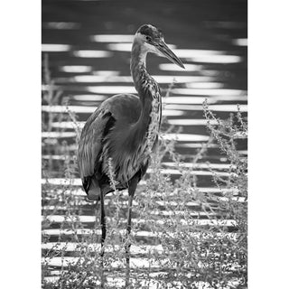Black and white fine art photograph of a Great Blue Heron standing tall in shallow water surrounded by marsh vegetation, its long neck curved alertly with a sharp bill angled forward, set against a dramatic backdrop of bold horizontal streaks of sunlight reflecting off the water's surface, printed as a 5x7 greeting card by Will Davis Studios.