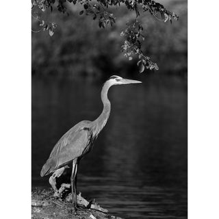 Black and white fine art photograph of a Great Blue Heron standing tall at the water's edge on driftwood, its long elegant neck curved upward with sharp bill angled forward, framed by a delicate flowering branch above and a dark moody reflective river background, printed as a 5x7 greeting card by Will Davis Studios.