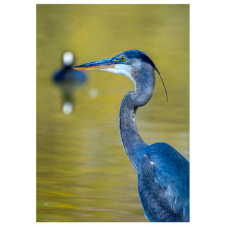 Elegant Great Blue Heron Portrait Fine Art Wildlife Photography Greeting Card – 5x7 Nature Bird Card by Matt Punches