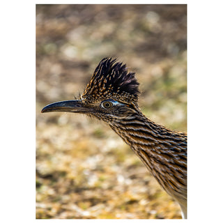 Greater Roadrunner Close-Up Fine Art Photography Greeting Card (5 x 7) – Desert Wildlife by Matt Punches