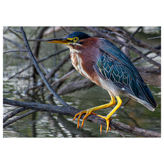 Green heron 5x7 greeting card from Will Davis Studios featuring a green heron perched on a bare branch above water with iridescent blue-green back, chestnut neck, and bright yellow legs — wildlife fine art card