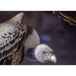 Fine art close-up portrait of a Griffon Vulture with a pale amber eye, heavy hooked bill, and delicate pinkish-lavender bare face framed by a creamy white downy ruff, set against a massive wing of layered brown and tan feathers filling the left frame with a weathered wooden beam in the upper right corner, printed as a 5x7 greeting card by Will Davis Studios.