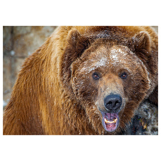 Close-up portrait of a grizzly bear with snow on its fur, fine art wildlife photography greeting card design by Will Davis Studios