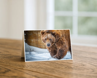 will davis studios Grizzly bear walking through fresh snow in winter wilderness wildlife photography greeting card