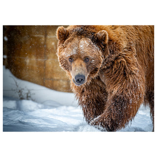 Fine art photograph of a grizzly bear walking directly toward the camera through falling snow with intense direct eye contact, printed as a 5x7 greeting card by Will Davis Studios.