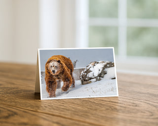 Grizzly bear winter wildlife greeting card displayed on a wooden table, fine art photography of a bear walking through snow by Will Davis Studios.