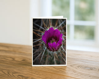 Will Davis Studios 5x7 greeting card featuring a vivid magenta hedgehog cactus flower blooming from a radiating crown of white and rust-colored spines, displayed standing upright on a wooden surface with a soft natural light background.