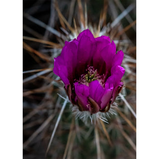 Fine art macro photograph of a vivid magenta hedgehog cactus flower blooming from a crown of radiating white and rust-colored spines, with silky layered petals surrounding a delicate cluster of chartreuse stamens and deep burgundy buds still furled at the base, printed as a 5x7 greeting card by Will Davis Studios.
