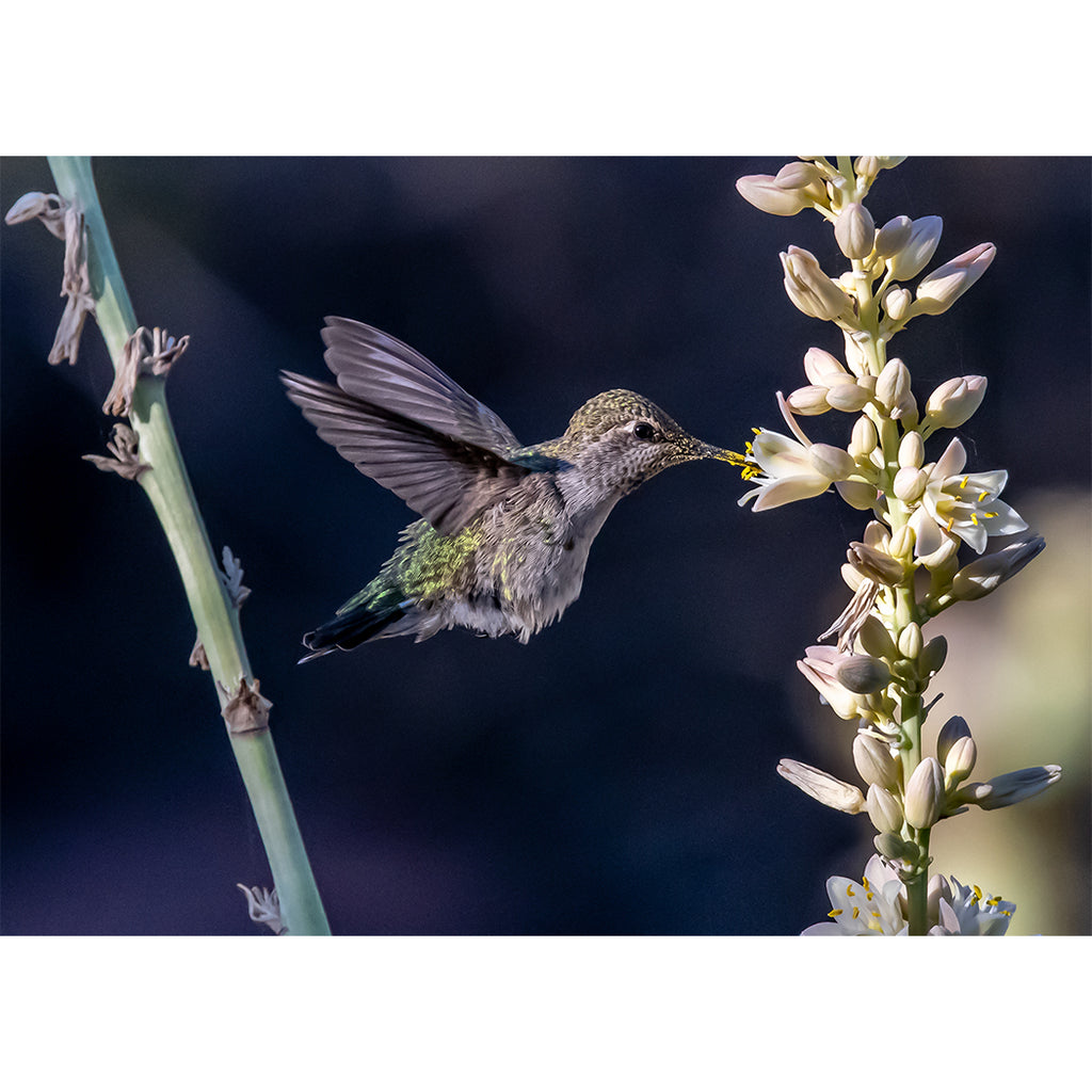 Hummingbird and Desert Yucca Bloom Greeting Card — 5x7 Southwest Wildl ...