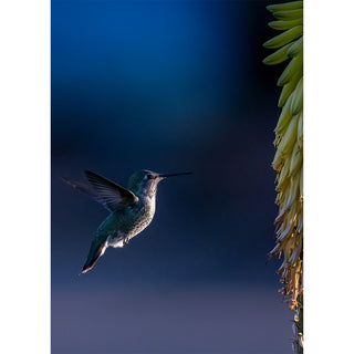 Fine art photograph of a hummingbird suspended in mid-hover against a deep cobalt blue twilight sky, wings blurred in motion with iridescent green back and creamy breast illuminated by warm light, facing a cascading tower of cream and gold aloe blossoms on the right side of the frame, printed as a 5x7 greeting card by Will Davis Studios.