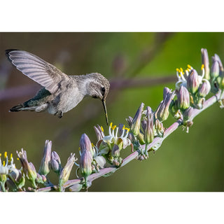 Hummingbird photography greeting card showing a hummingbird hovering with outstretched wings above an arcing stem of lavender and cream desert blooms, captured in sharp detail against a soft green background. 5x7 fine art card.