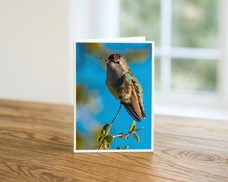5x7 greeting card displayed on a wooden table featuring a hummingbird perched on a small desert branch against a bright blue sky, fine art wildlife photography by Will Davis Studios