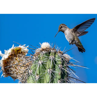Hummingbird photography greeting card showing a hummingbird hovering with spread wings above a saguaro cactus crown with creamy white blossoms, set against a brilliant blue Arizona sky. 5x7 fine art card.