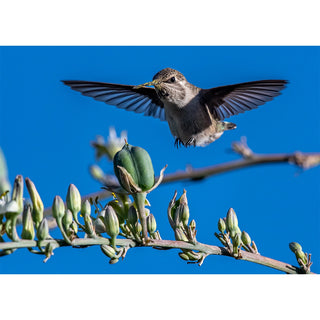 Hummingbird photography greeting card showing a hummingbird hovering face-on with wings fully fanned against a deep blue sky, its bill dusted with pollen above an arcing stem of agave buds and blossoms. 5x7 fine art card.