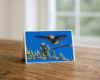 Hummingbird wings spread greeting card standing on a wooden table beside a softly blurred window, showing the bird hovering face-on with fanned wings above agave blooms against a blue sky. 5x7 fine art card by Will Davis Studios.