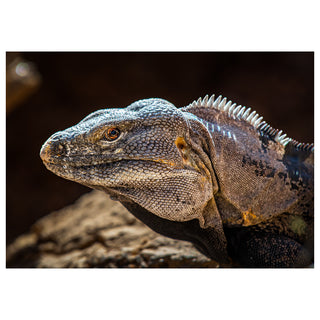 A dramatic close-up portrait of a large iguana with intricate gray and amber scales, a piercing amber eye, and sharp dorsal spines, photographed against a dark background by Will Davis Studios.