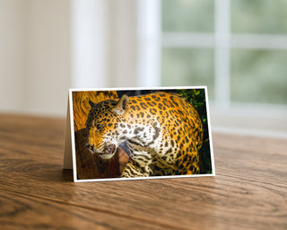 Jaguar close up fine art wildlife photography greeting card displayed on a wooden table, featuring a majestic spotted jaguar near a tree in natural light, 5x7 exotic big cat nature card by Matt Punches from Will Davis Studios.