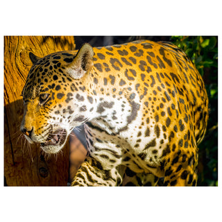 Jaguar close up fine art wildlife photography greeting card featuring a majestic spotted jaguar walking near a tree in natural light, 5x7 exotic big cat nature card by Matt Punches from Will Davis Studios.