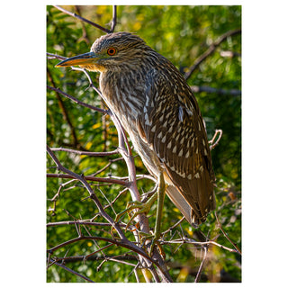 Fine art photograph of a juvenile Black-crowned Night Heron with striking amber eye perched on thorny branches against a lush green background, printed as a 5x7 greeting card by Will Davis Studios.
