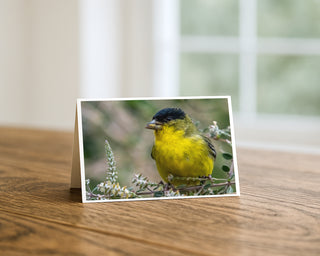 Lesser goldfinch with bright yellow chest and black cap perched on a desert branch, fine art wildlife photography greeting card displayed on wooden table. Will Davis Studios