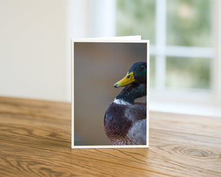 Mallard duck close-up wildlife photography featured on a vertical 5 x 7 fine art greeting card standing on a wooden table, photographed by Matt Punches.