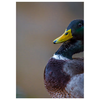 Close-up portrait of a colorful mallard duck with a yellow bill and green head, featured on a 5 x 7 fine art wildlife photography greeting card by Matt Punches.