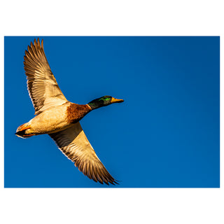 Fine art photograph of a male Mallard duck in full flight with wings spread wide against a vivid blue sky, printed as a 5x7 greeting card by Will Davis Studios.
