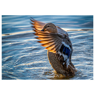 Fine art photograph of a female Mallard duck rising from the water in a dramatic full wing stretch, backlit feathers glowing amber in warm golden evening light with a vivid blue iridescent speculum flashing in the lower wing, surrounded by scattered water droplets and rippling blue water reflections, printed as a 5x7 greeting card by Will Davis Studios.