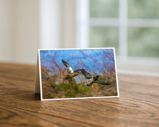 Horizontal 5x7 wildlife greeting card featuring two mallard ducks flying side by side over a natural landscape, photographed by Matt Punches for Will Davis Studios.