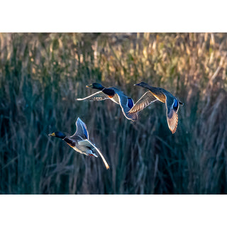 Three mallard ducks flying in warm golden light over wetland reeds, fine art wildlife photography image for a 5x7 greeting card, new for 2026.