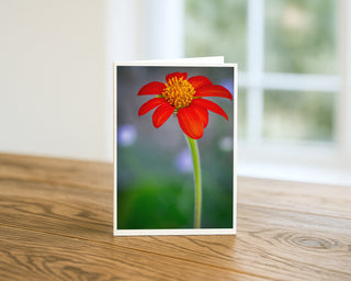 Will Davis Studios 5x7 greeting card featuring a Mexican Sunflower with vivid red-orange petals displayed standing upright on a wooden surface with a soft natural light background.