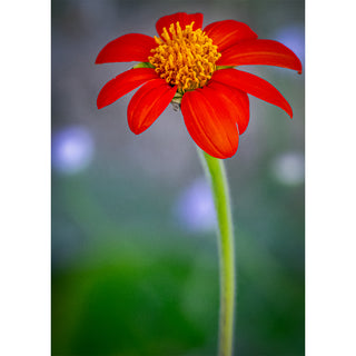 Fine art photograph of a single Mexican Sunflower with vivid red-orange petals and golden center on a tall green stem against a soft blurred garden background, printed as a 5x7 greeting card by Will Davis Studios.