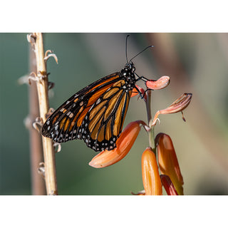 
Fine art photograph of a Monarch butterfly with folded wings perched on coral aloe blooms, showing rich amber and orange wing panels with bold black veining and white spots, against a soft sage-green bokeh background, printed as a 5x7 greeting card by Will Davis Studios.