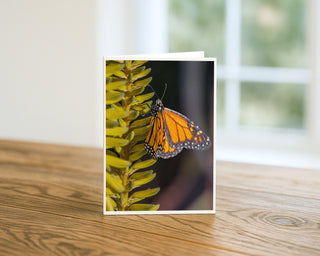 Monarch butterfly resting on a yellow flower spike in a close-up nature photograph, greeting card by Will Davis Studios.