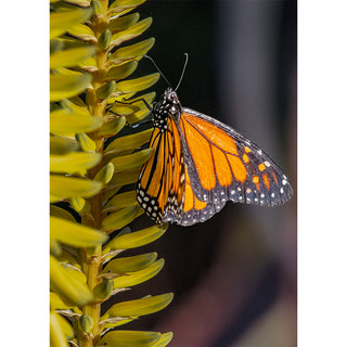 Fine art photograph of a Monarch butterfly clinging to a tall yellow-green aloe flower spike with wings partially open, revealing vivid orange panels with bold black veining and white-spotted dark borders, set against a deep moody background, printed as a 5x7 greeting card by Will Davis Studios.